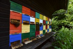 ruchers-Vladimir3 ruchers-Vladimir3